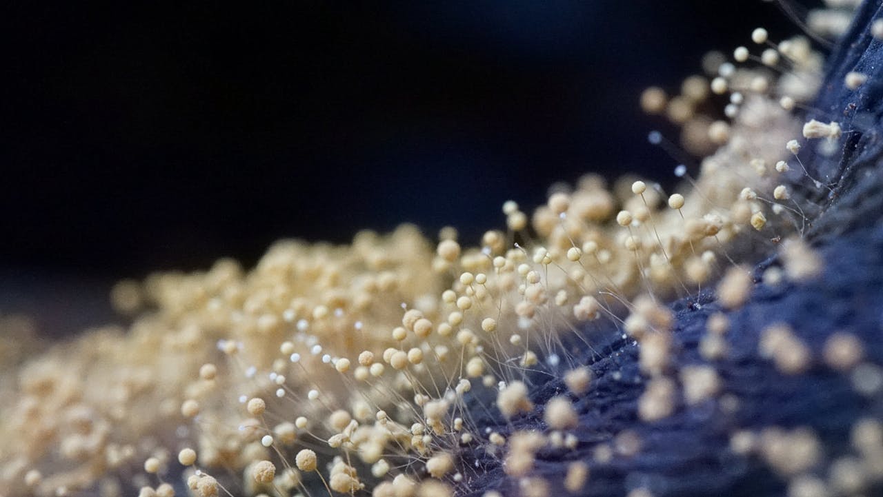 Cum scapi definitiv de mucegai în casă – soluții reale care funcționează